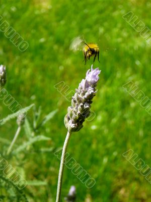 Springtime Bumble Bee