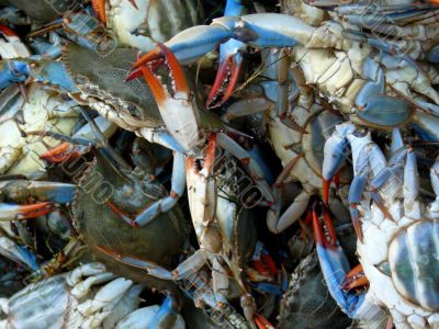Fresh Crab