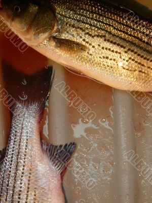 Fish Waiting To Be Scaled at Market