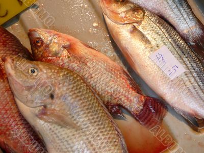 A Day of Fishing