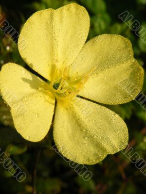 Primrose Closeup