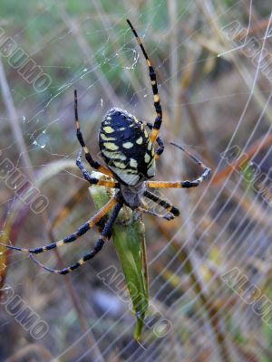 Orbweaver captures prey