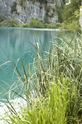 grass on water