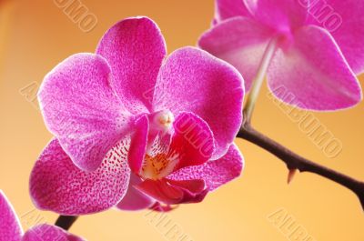 Orchid