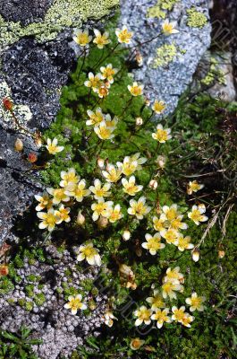 mountain flowers