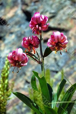 wild orchid