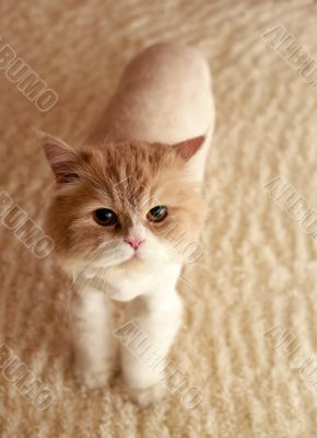 Persian cat