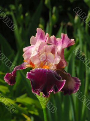 Iris №1