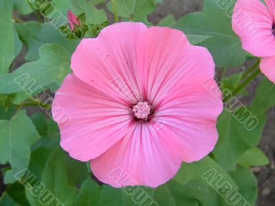 Pink floret