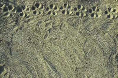 The invoice of sand with a flower ornament