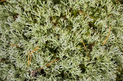 The invoice of a green wood moss