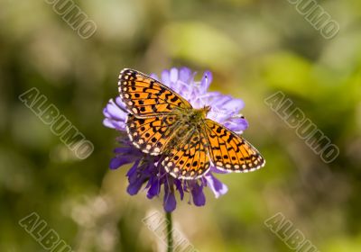 The butterfly on a summer background