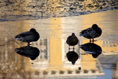 Ducks on an ice