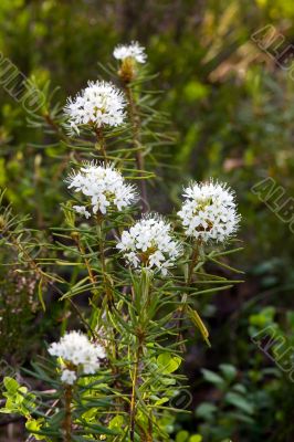 Labrador tea