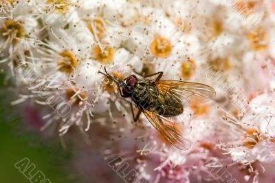 Fly on a flower