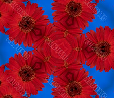 Red daisy flower