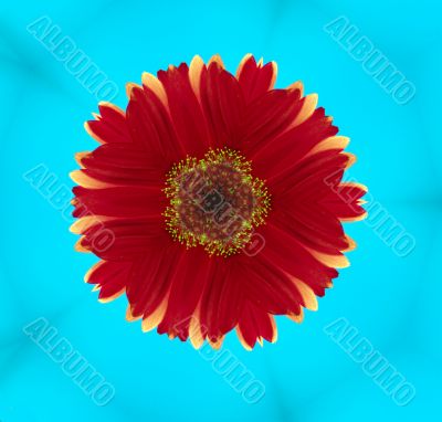 Red flower