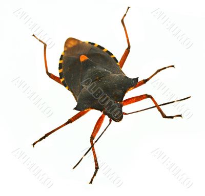 hemiptera bug #2