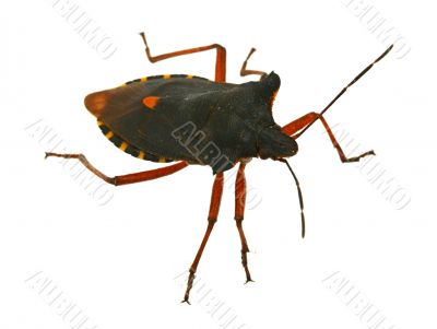 hemiptera bug
