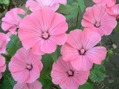 Bouquet of pink flowers