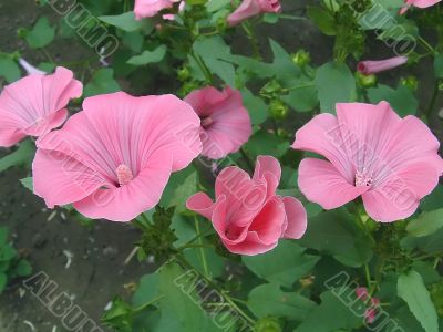  Dismissed pink flowers