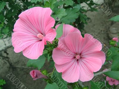Two beautiful pink flowers