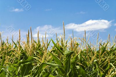 cornfield