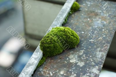 Moss on the handle of balcony