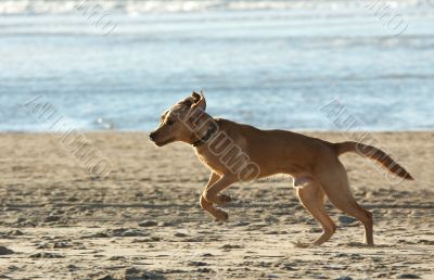 dog running on the beach