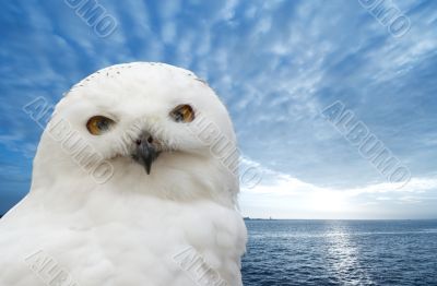 snow owl
