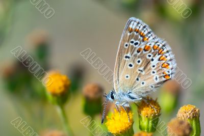 beautiful butterfly