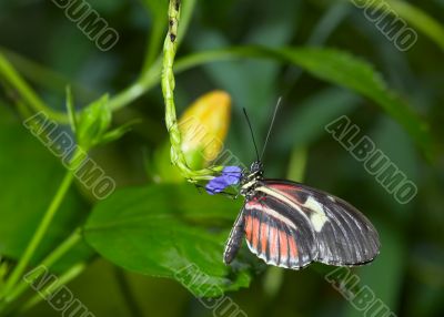  beautiful butterfly