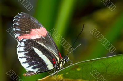  beautiful butterfly