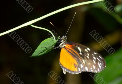  beautiful butterfly