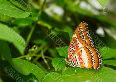  beautiful butterfly