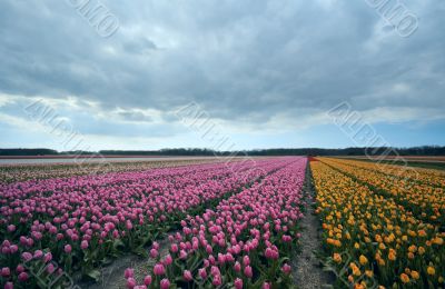 colorful tulips
