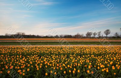 colorful tulips