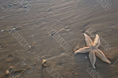 Starfish