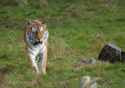  beautiful tiger