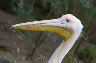 pelican