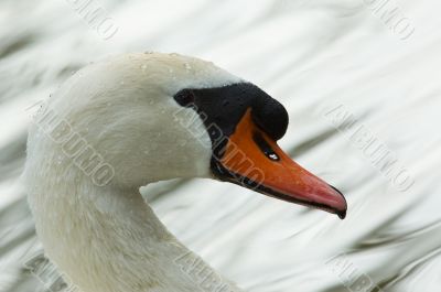 swan
