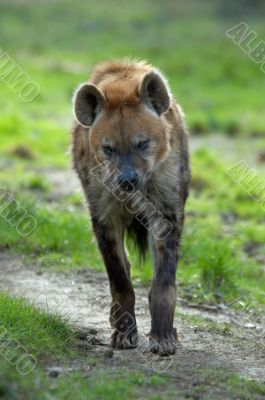  hyena walking
