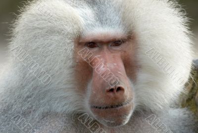 portrait of a monkey