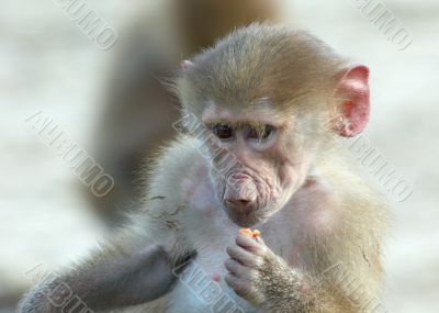 baby monkey