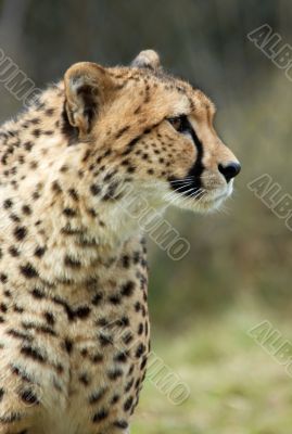 beautiful cheetah