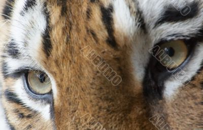 beautiful tiger