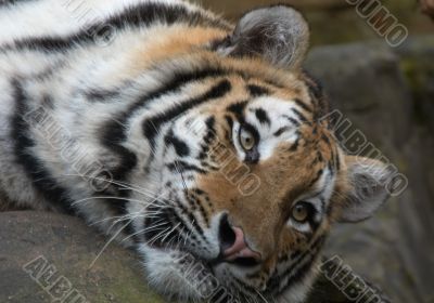 beautiful tiger