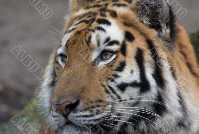 beautiful tiger