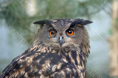  beautiful owl