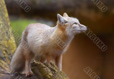 corsac fox